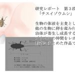 研究レポート チスイゾウムシ編 [RJ263689][てるてるがーる]