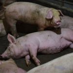 薇薇瘋狂的獸交行為 (繁體中文) [RJ308240][重口文學]