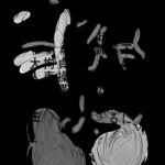 年下の女の子に性処理される話 [RJ01065577][霞掴む]